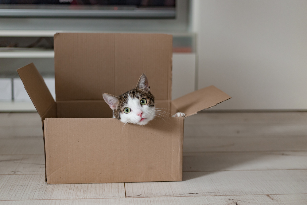 Image montrant un chat curieux explorant un tout nouveau territoire pendant la préparation d'un déménagement, illustrant bien le défi des animaux de compagnie à s'adapter à de nouvelles habitudes dans une nouvelle maison.