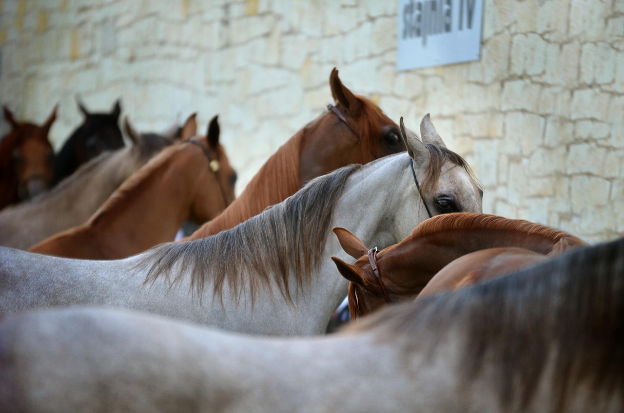 les courses hippiques au Mans